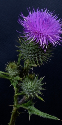 Michael-Lurie-Spear-Thistle