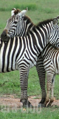 zebrafamily