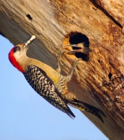 WEST-INDIAN-WOODPECKER-FEEDING-ITS-CHICK-by-Veronica-Hill