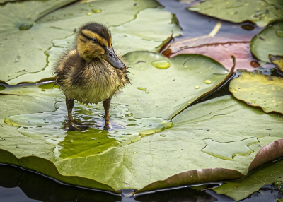 56 Duckling On A Lily Pad