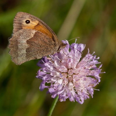 68 Meadow Brown Butterfly