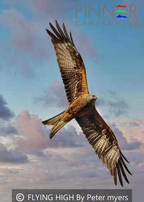 FLYING-HIGH-By-Peter-myers