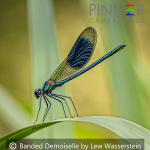Banded Demoiselle