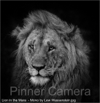 Lion-in-the-Mara-Mono-by-Lew-Wasserstein