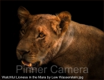 Watchful-Lioness-in-the-Mara-by-Lew-Wasserstein