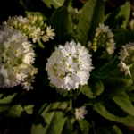 53 White Flowers