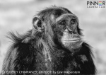 Elderly Chimpanzee Umhloti