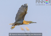 Squacco Heron at Speed 2