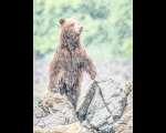 01-COASTAL-BROWN-BEAR-IN-THE-ALASKAN-RAIN-by-Julie-Wright-WOO