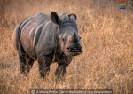 A little White Rhino in the bush by Lew Wasserstein