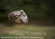INDIAN EAGLE OWL IN FLIGHT by Simon Mee