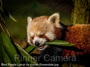 Red-Panda-Lunch-by-Kevan-Rosendale