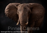 Serengeti-Bull-by-Lew-Wasserstein