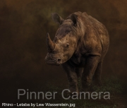 Rhino-Letaba-by-Lew-Wasserstein