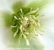HELLEBORE-by-Jenny-Sykes