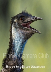 Emu on Song