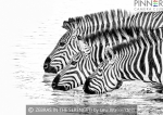 Zebras in the Serengeti