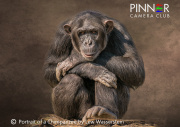 Portrait of a Chimpanzee