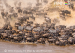 Zebra-Crossing-the-Mara-by-Lew-Wasserstein
