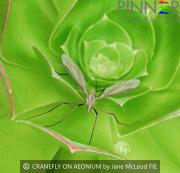 CRANEFLY-ON-AEONIUM-by-Jane-McLeod-FIE