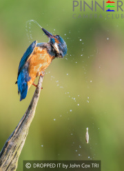 DROPPED-IT-by-John-Cox-TRI