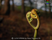 I-LOVE-SPRING-by-Claire-Thornton-FIE