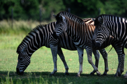 3 zebras by Wai