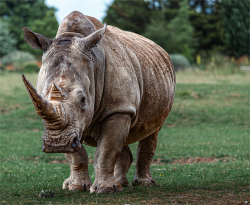 Lews Rhino by Kevan Rosendale