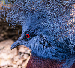 Portrait of a Victoria Crowned Pigeon by LW