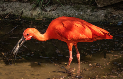 SCARLET IBIS WITH FISH by Barry Kester
