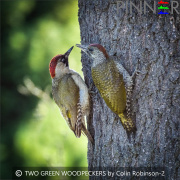 TWO-GREEN-WOODPECKERS-by-Colin-Robinson-2