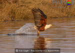 Fish Eagle - Precision