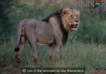 Lion in the Serengeti