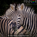 Zebras in a Huddle