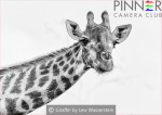 Giraffe!