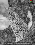 Timbavati Leopard