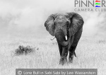 Lone Bull in Sabi Sabi