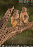 Monkey Business