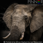 Portrait of an African Elephant