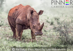 Red Mud Black Rhino