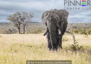 Bull in the Savanna