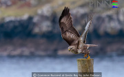 Common Buzzard at Gesto Bay