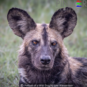 Portrait of a Wild Dog