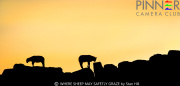 WHERE-SHEEP-MAY-SAFETLY-GRAZE-by-Stan-Hill