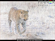 ON-THE-PROWL-by-Lew-Wasserstein