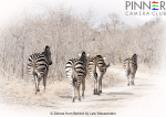 Zebras from Behind