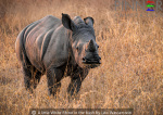A little White Rhino in the bush