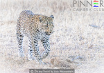On the Prowl