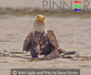 Bald-Eagle-and-Prey-by-Barry-Kester