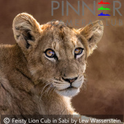Feisty Lion Cub in Sabi